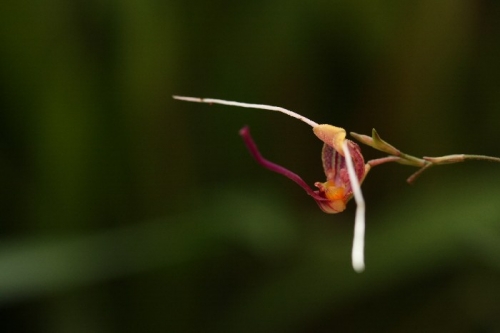 Scaphosepalum merinoi