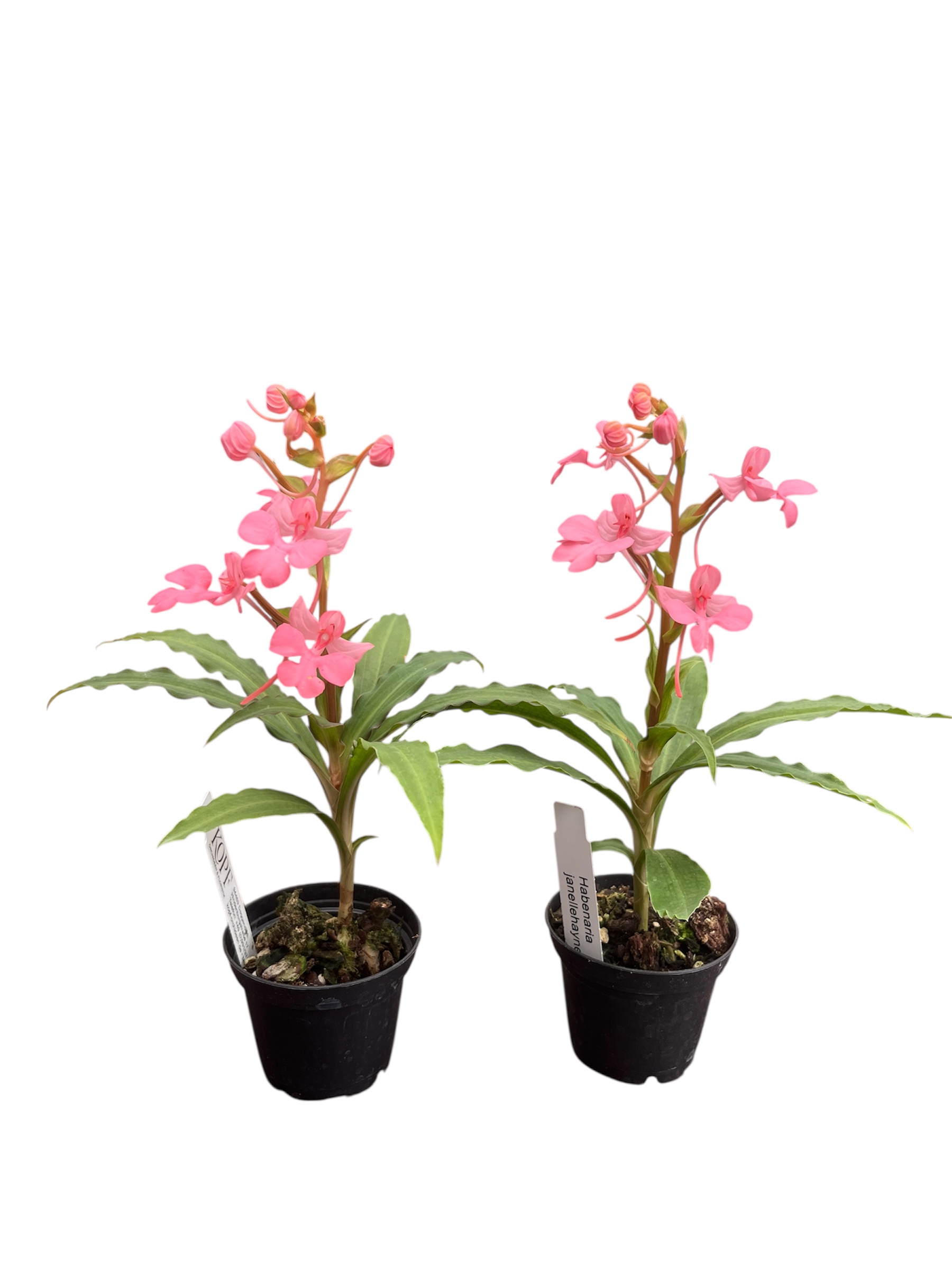 Habenaria janellehayneiana