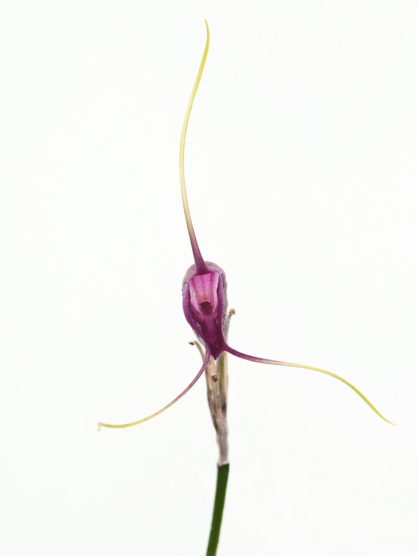 Masdevallia aff. infracta