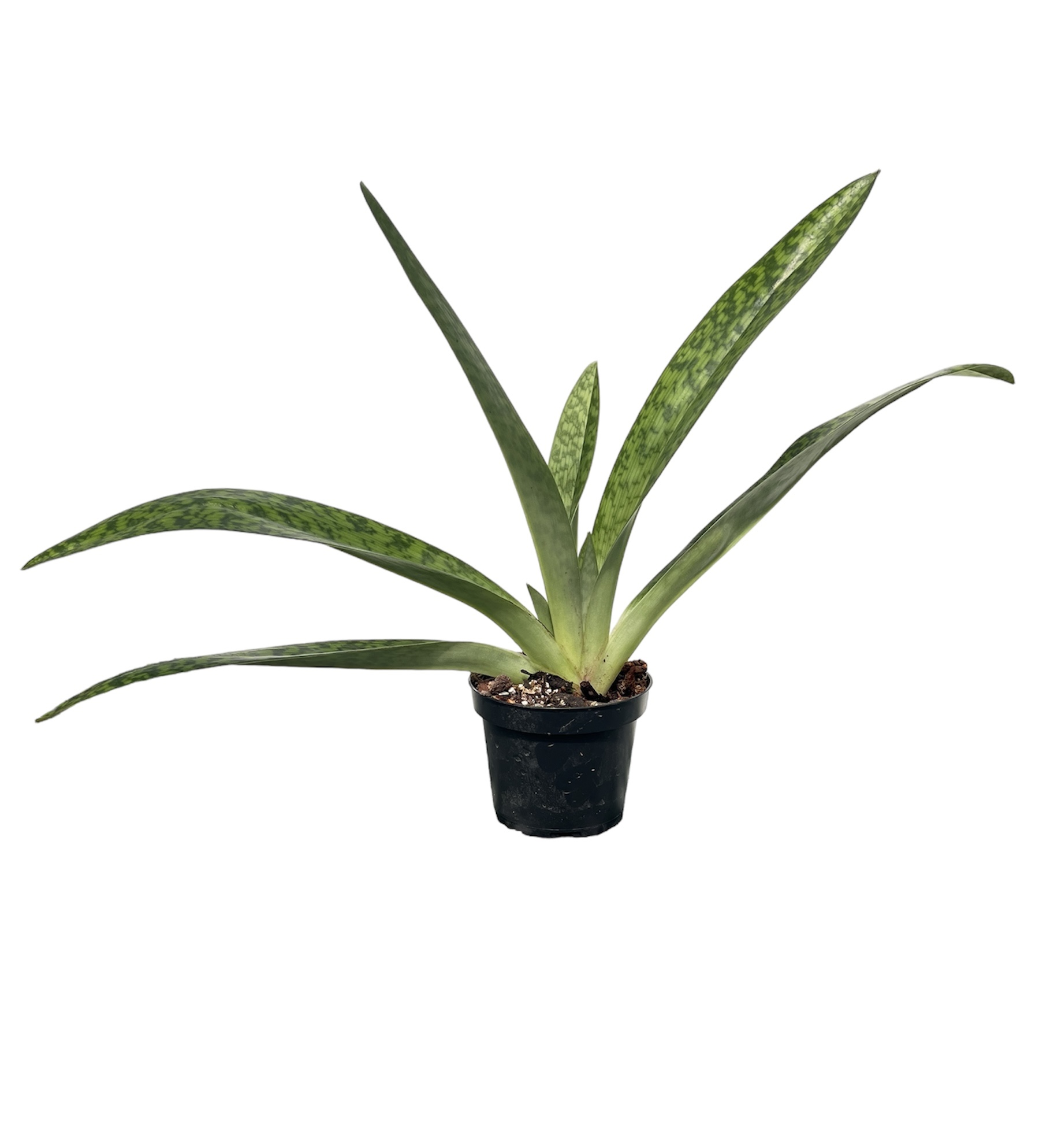 Paphiopedilum l'Ansonii (rothschildianum x Morganiae) | SW11226h2t1f6