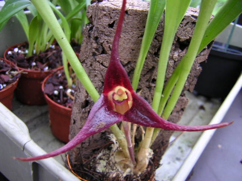 Masdevallia picea