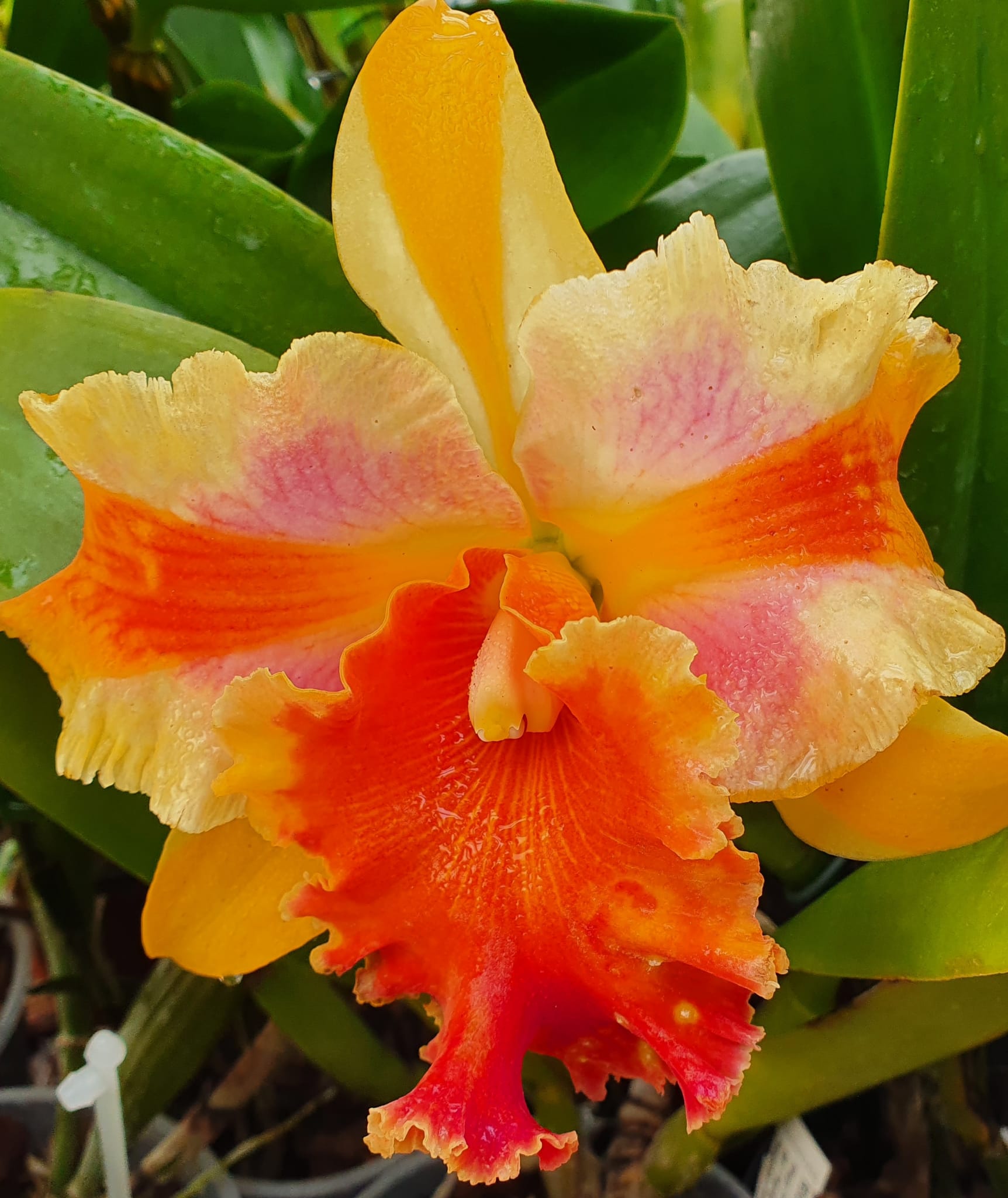 Cattleya (Rlc.) Amazing Thailand Rainbow