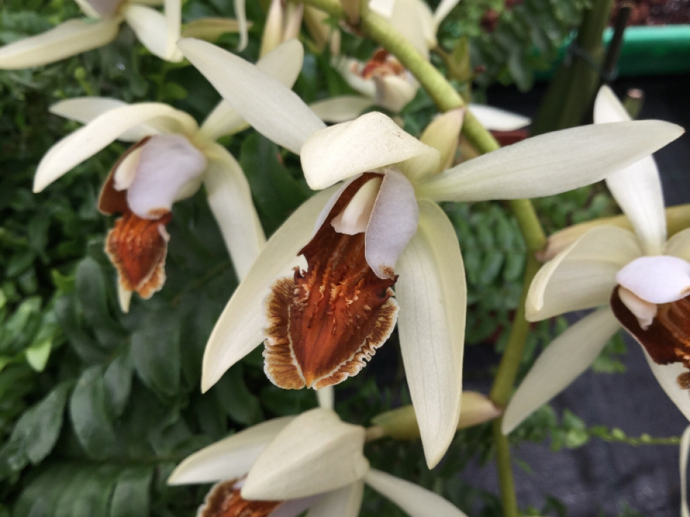 Coelogyne Beatrice Schmidt 