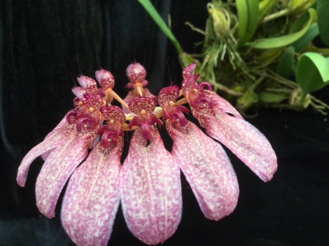 Bulbophyllum eberhardtii