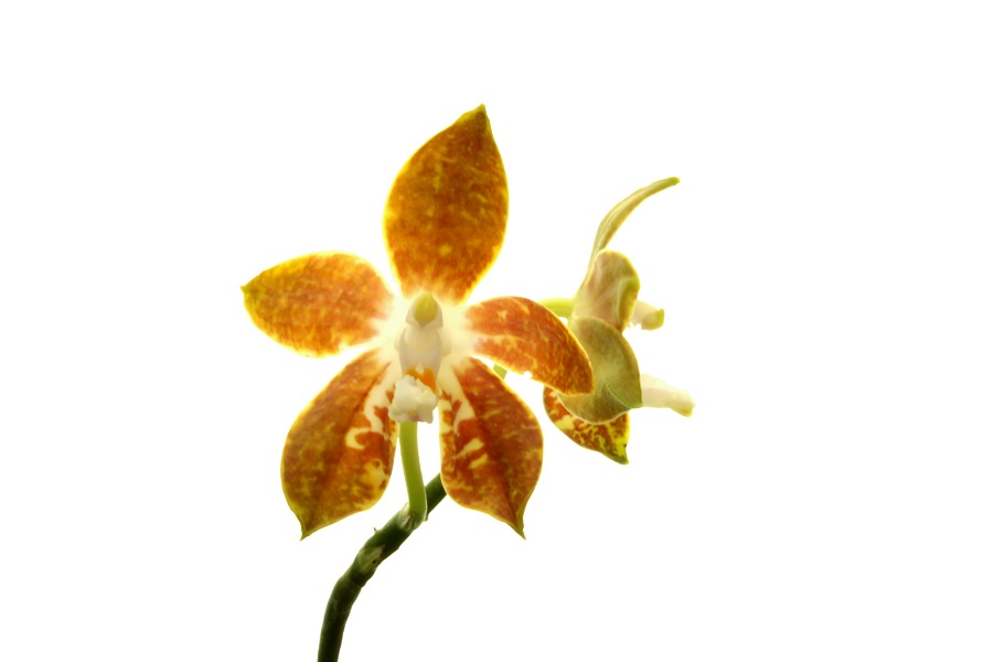 Phalaenopsis hydrochilla 