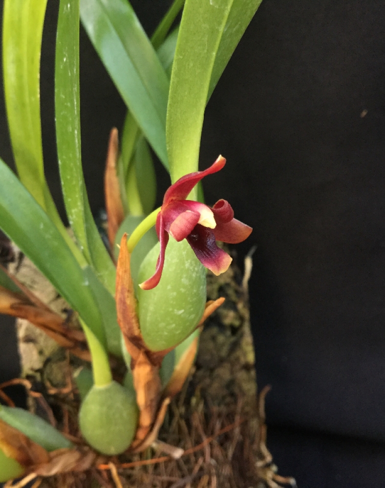 Maxillaria variabilis rot