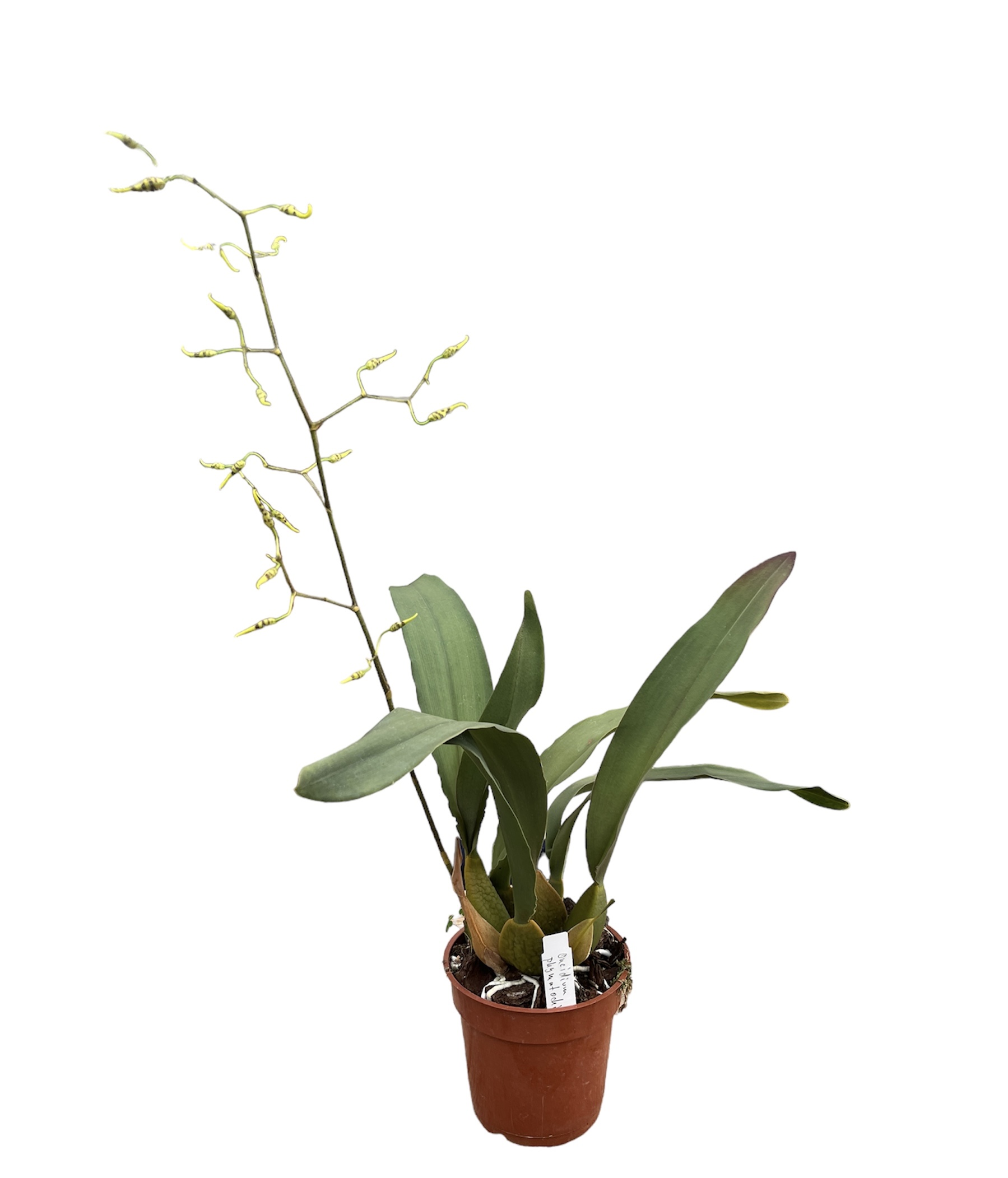 Oncidium phymatochilum