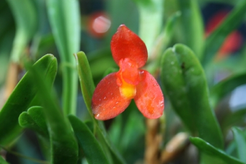 Maxillaria sophronitis
