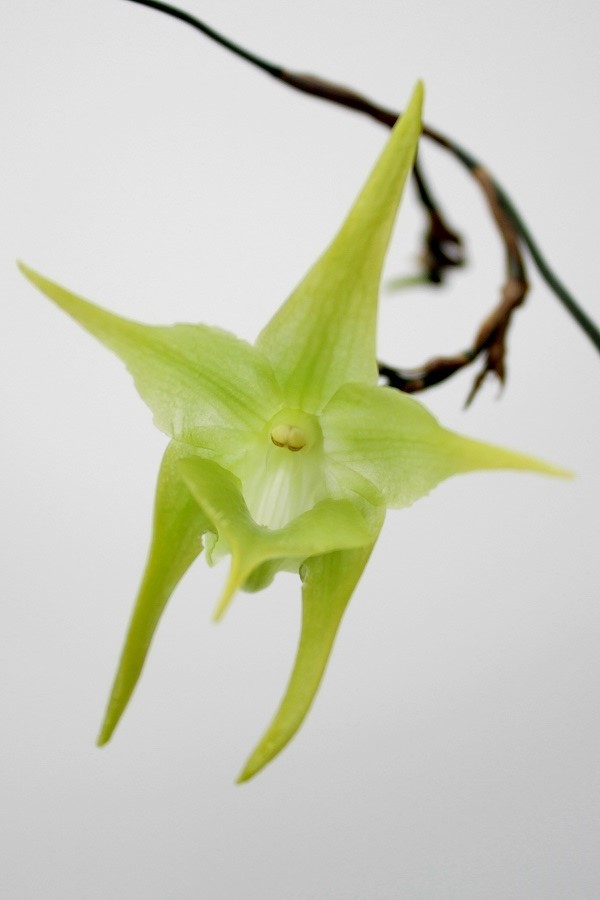 Aeranthes arachnites