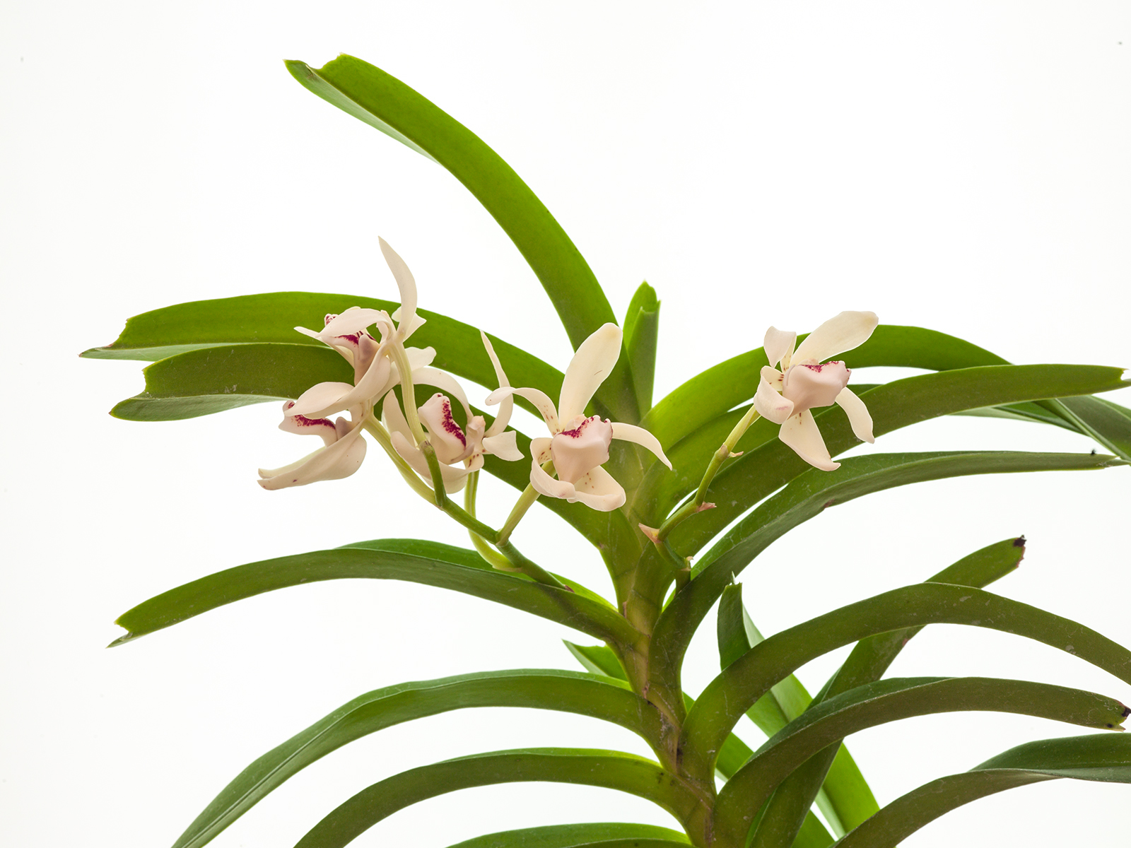 Vanda pumila(Ampel)