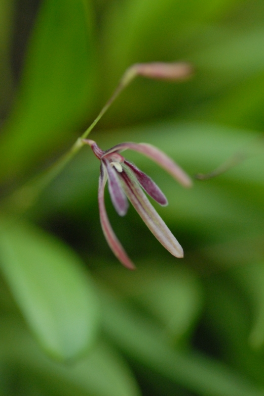 Pleurothallis bocainensis