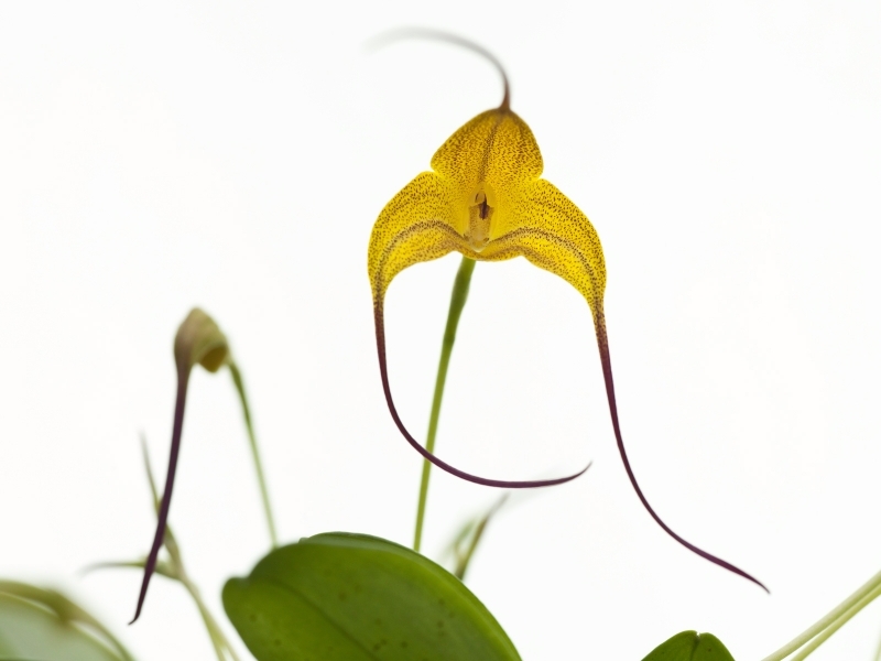 Masdevallia triangularis (mounted)