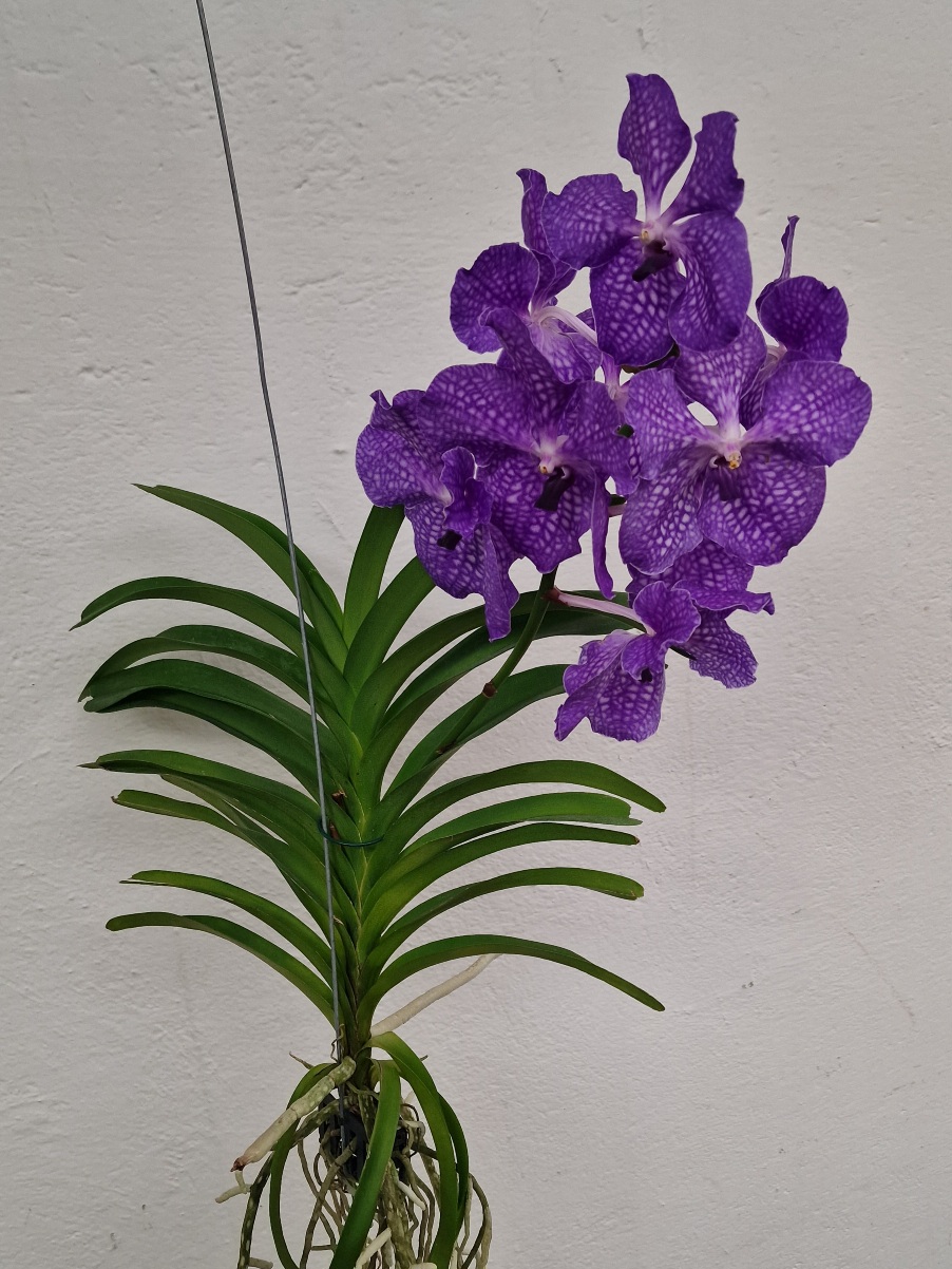 Vanda KANCHANA® Delft Blue