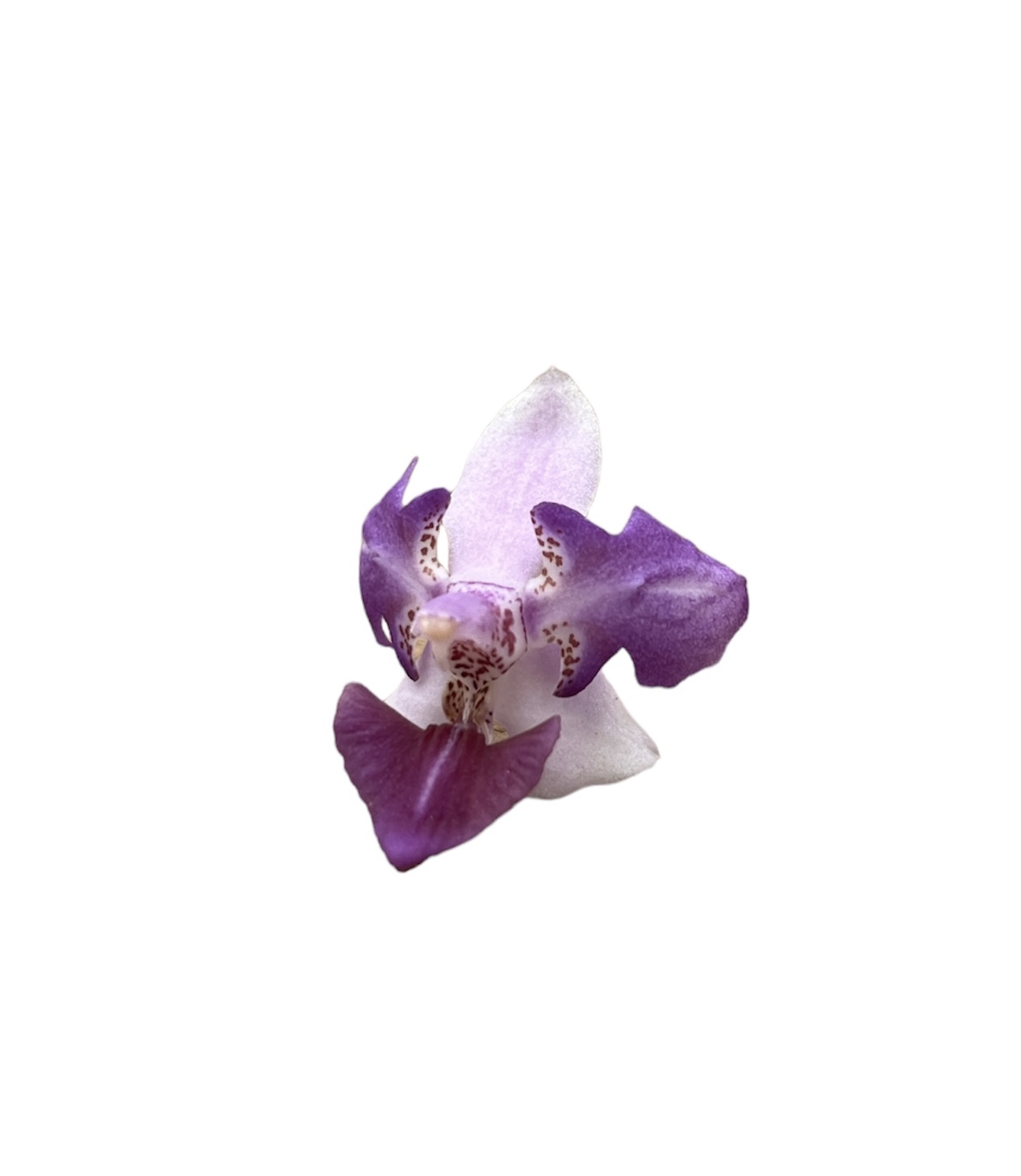 Phalaenopsis Memoria Val Rettig 'Peloric'