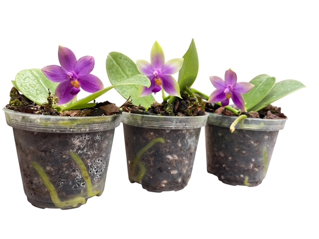 Phalaenopsis violacea 'Indigo' x Phal. Samera 'Blue'