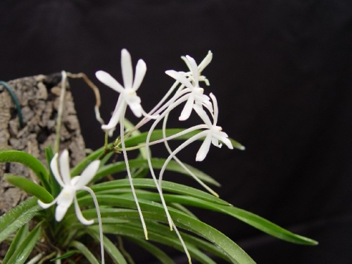 Neofinetia falcata 