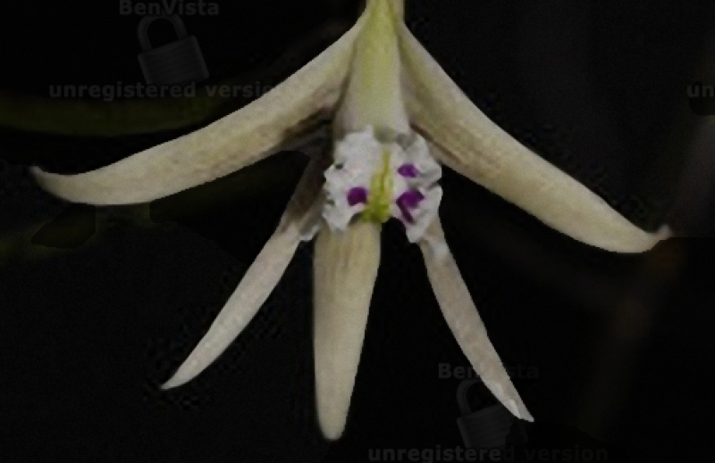 Dendrobium striolatum (aufgebunden)