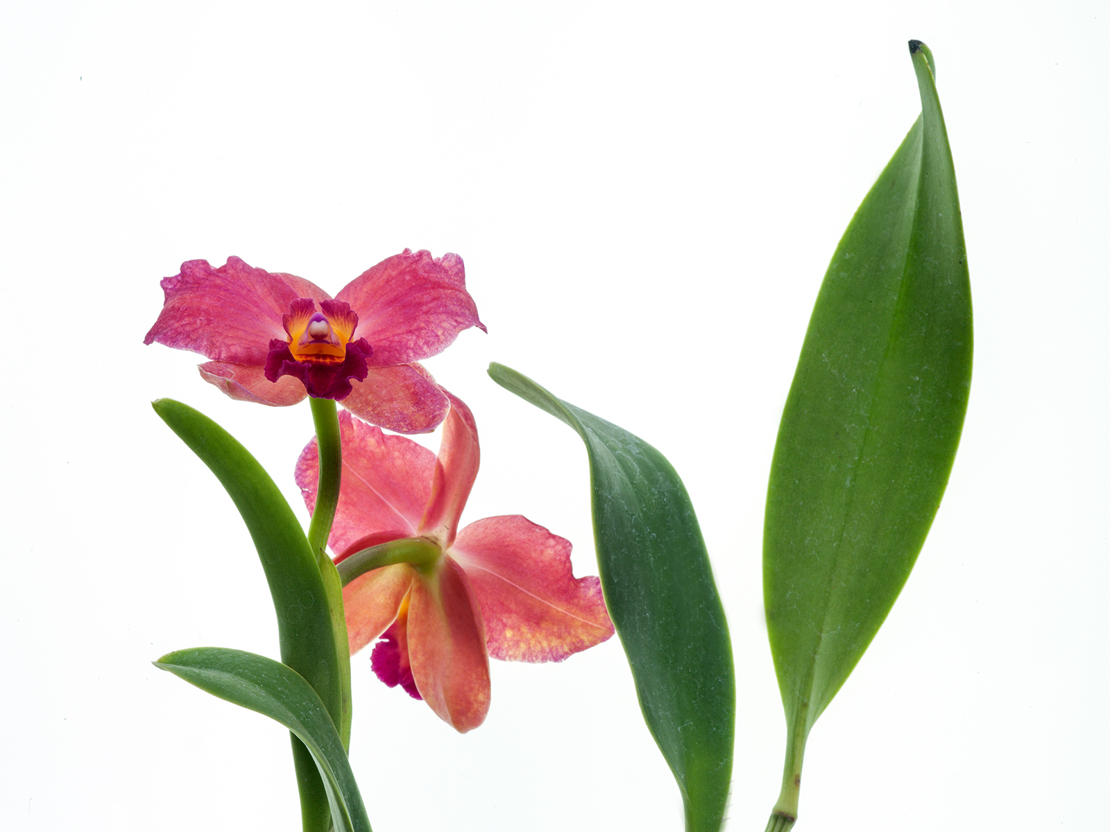 Cattleya (Slc.) Sonnenberg (aufgebunden)