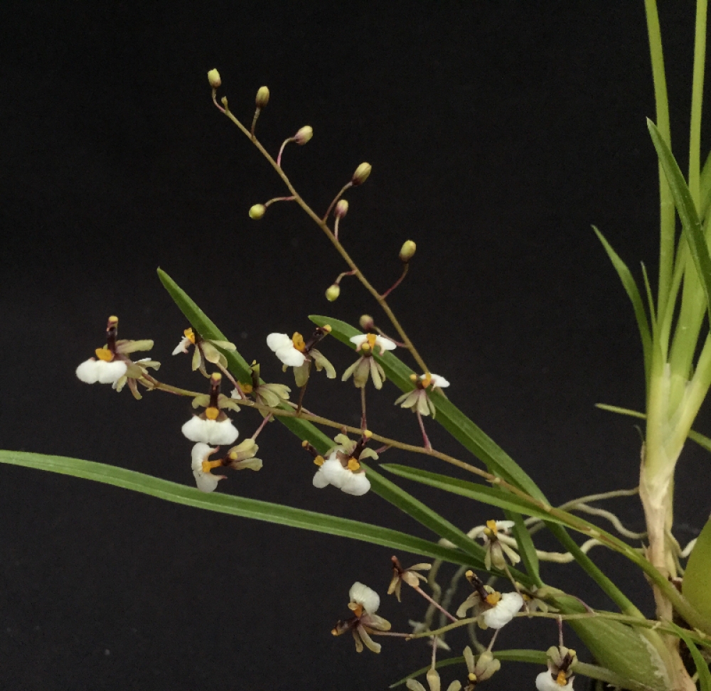 Gomesa radicans