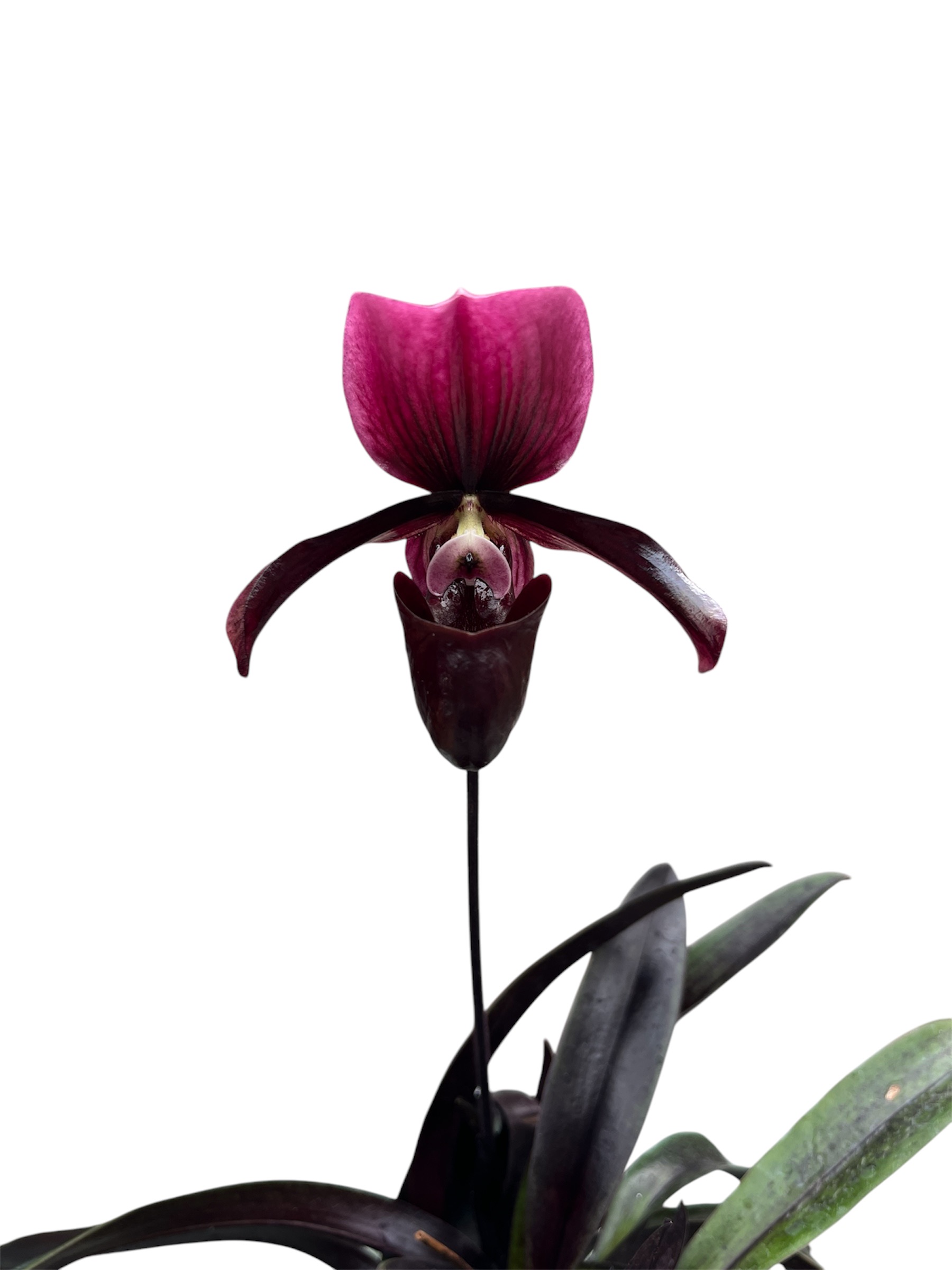 Paphiopedilum Maudiae vinicolor 'Black Jack'