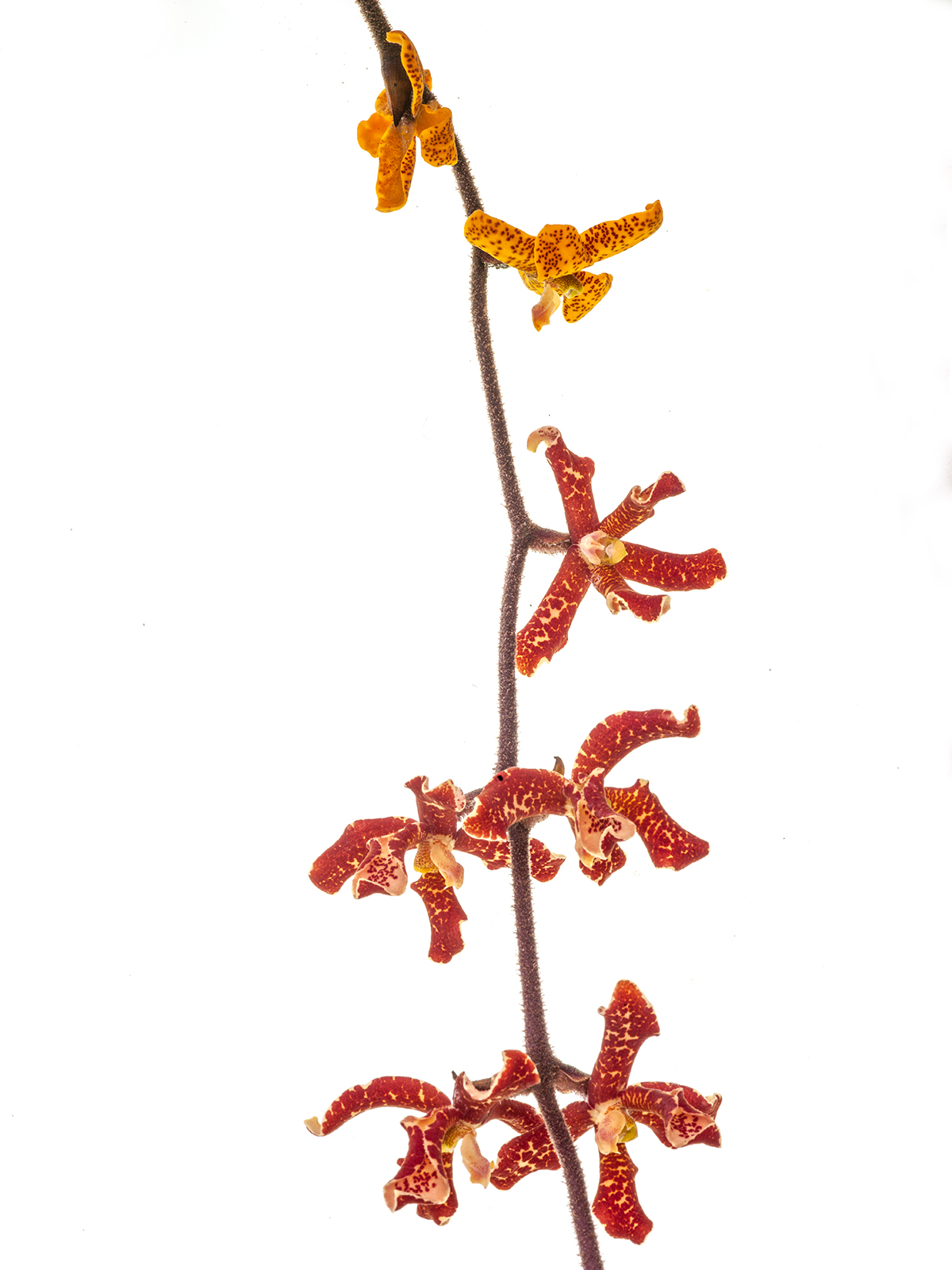 Dimorphorchis lowii