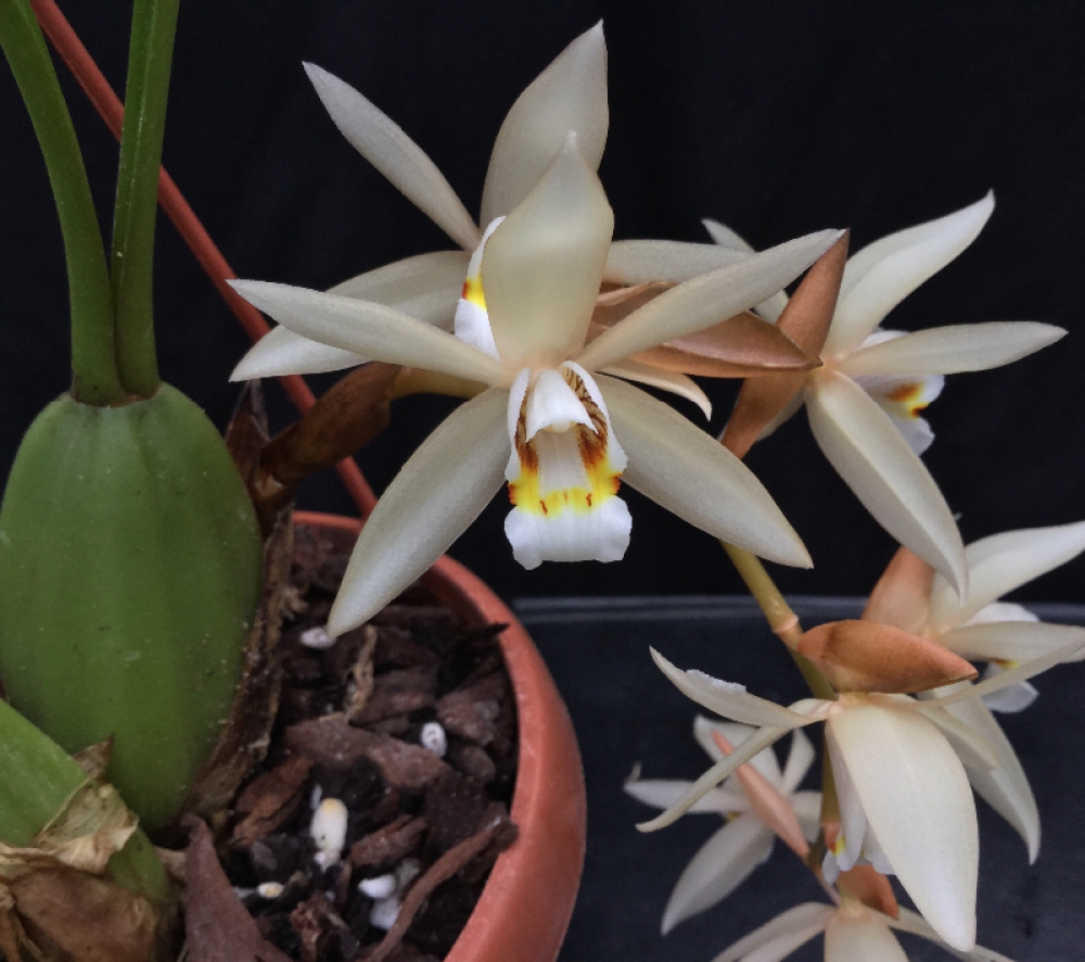 Coelogyne flaccida