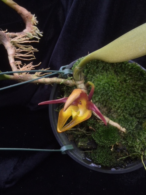 Bulbophyllum cheiri