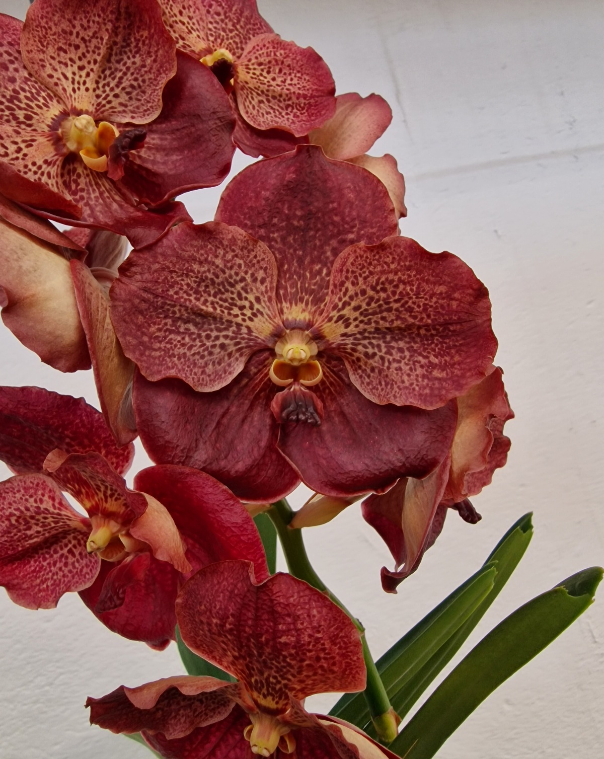 Vanda SUNANDA® Lava