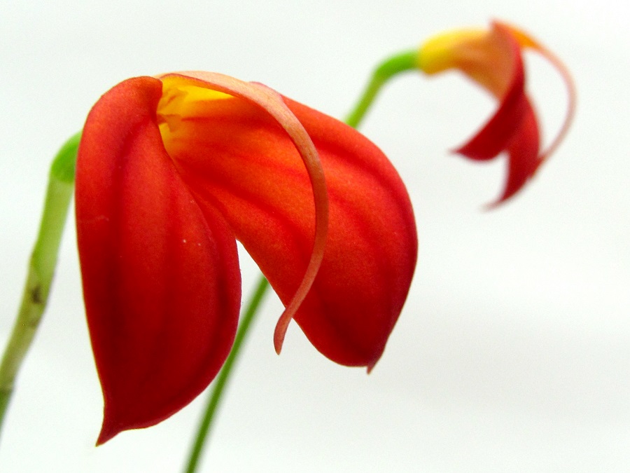 Masdevallia ignea