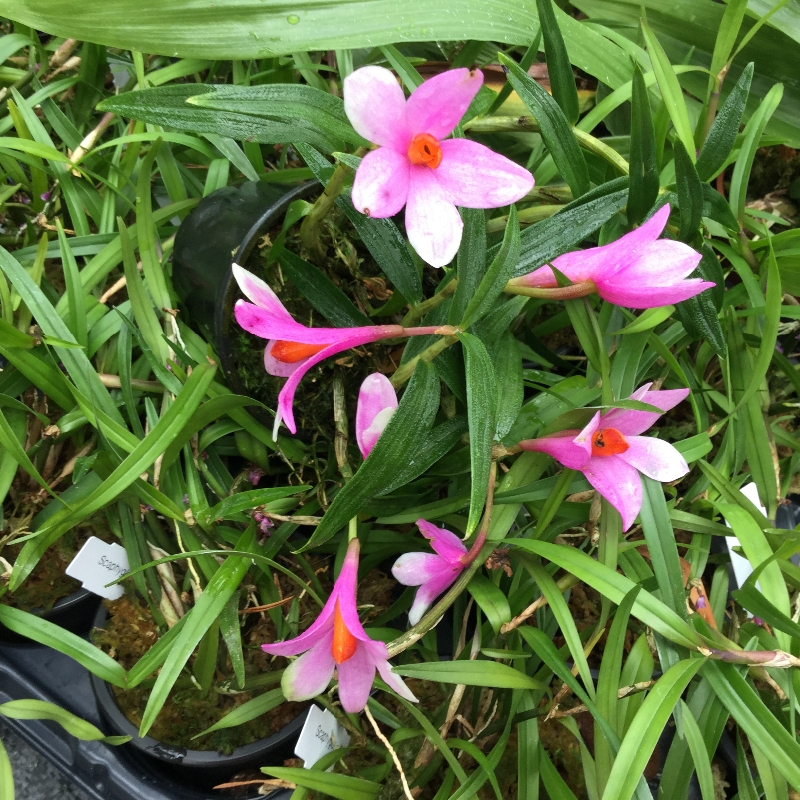 Dendrobium cuthbertsonii x sulawesiense