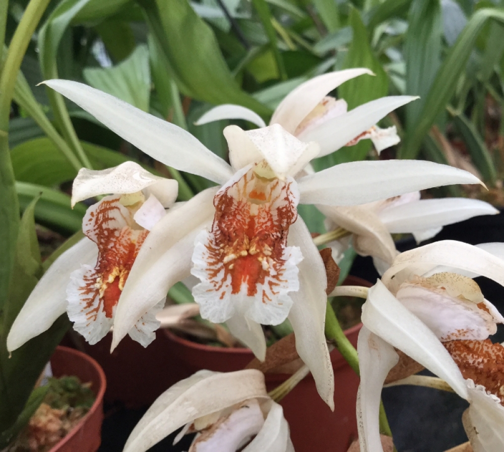 Coelogyne asperata
