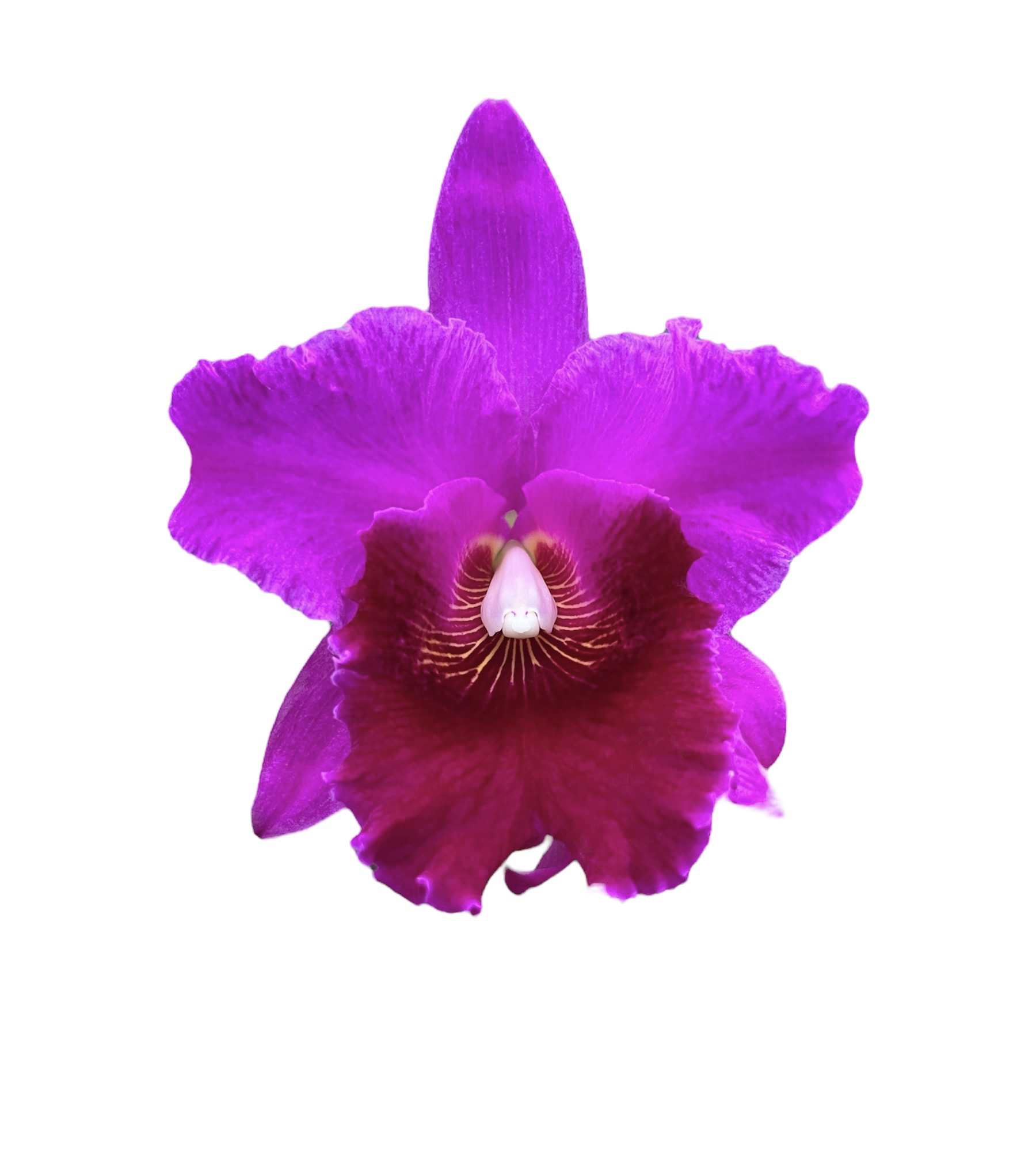 Cattleya Memoria Crispin Rosales 'L.K.', AM/ OSROC