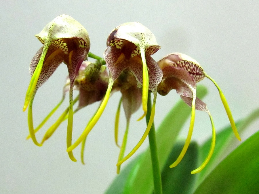 Masdevallia ova-avis