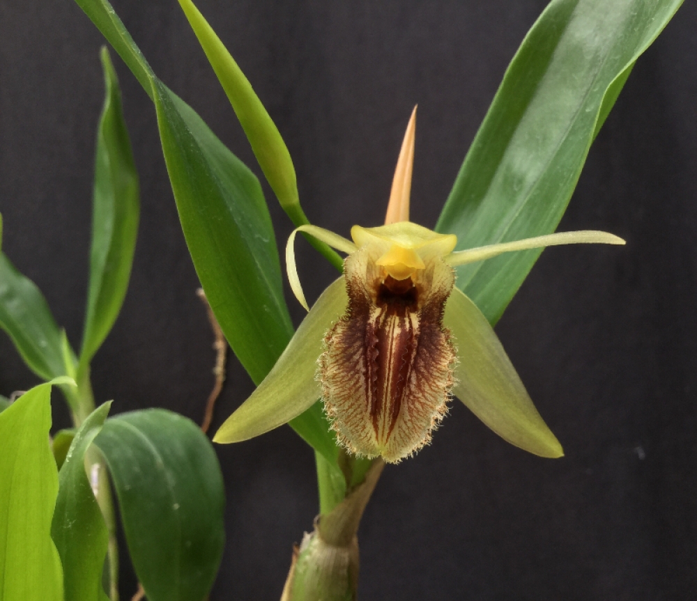 Coelogyne fimbriata