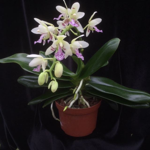 Phalaenopsis japonica (aufgebunden)
