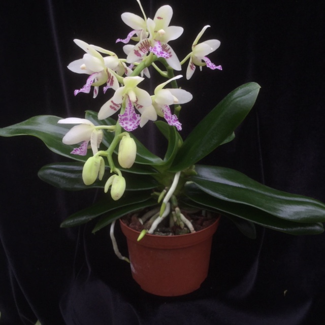 Phalaenopsis japonica