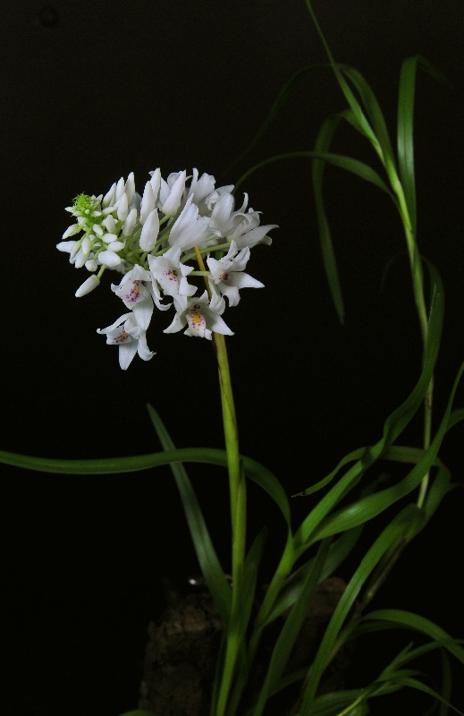 Neobenthamia gracilis