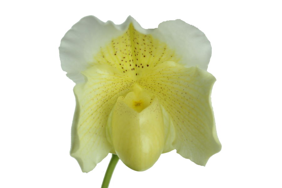 Paphiopedilum Mrs White