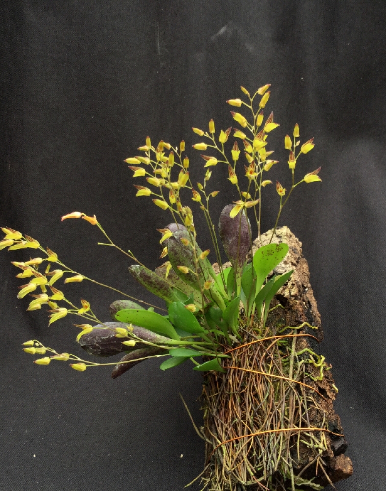 Pleurothallis grobyi