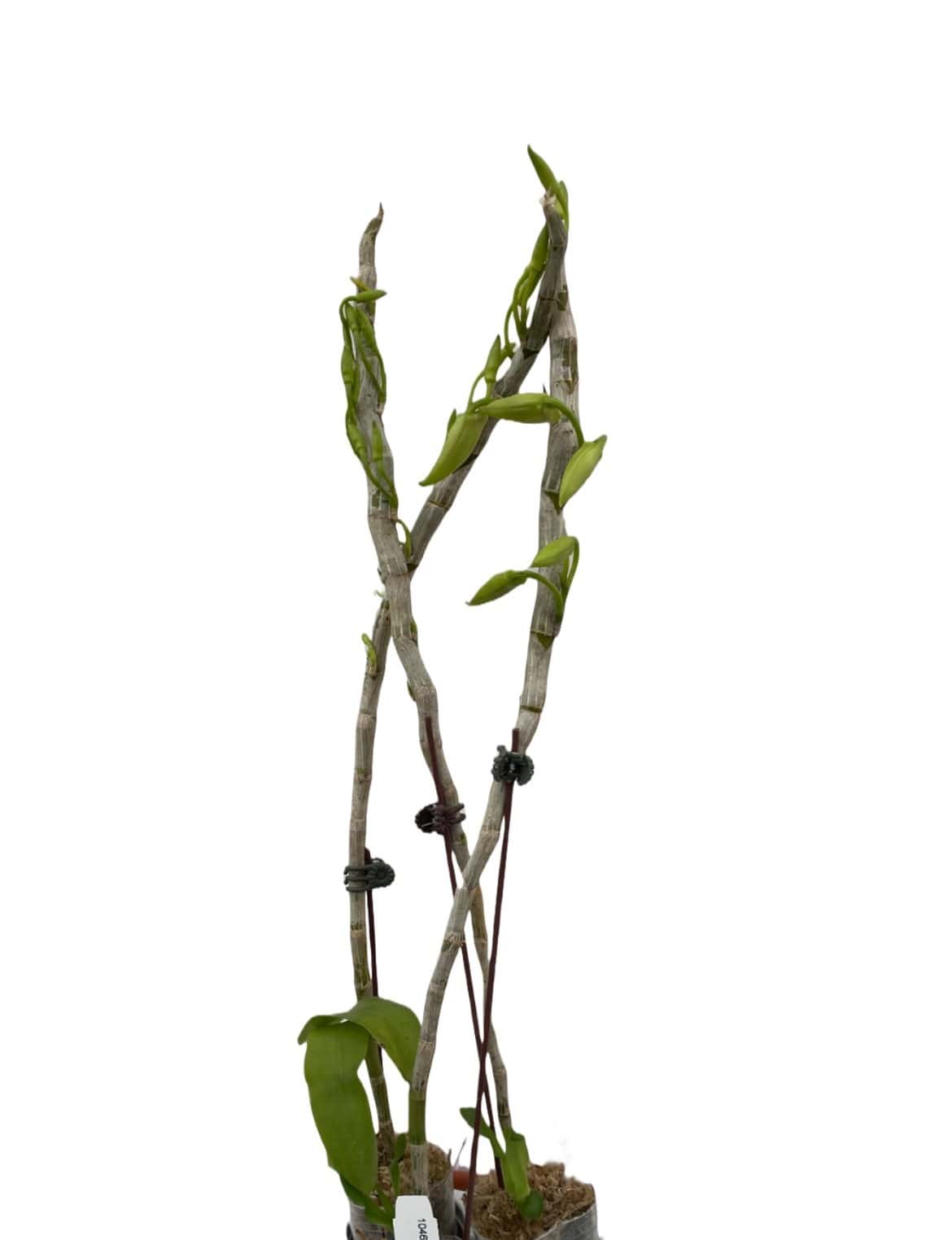 Dendrobium parishii coerulea 'Blue' x nestor 'Blue Angel'