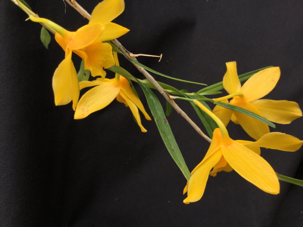 Dendrobium hancockii