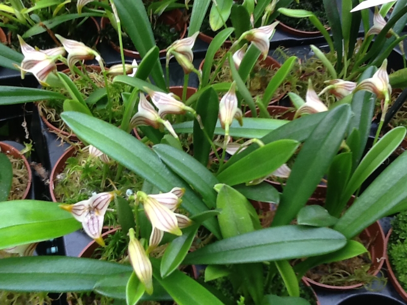 Masdevallia striatella