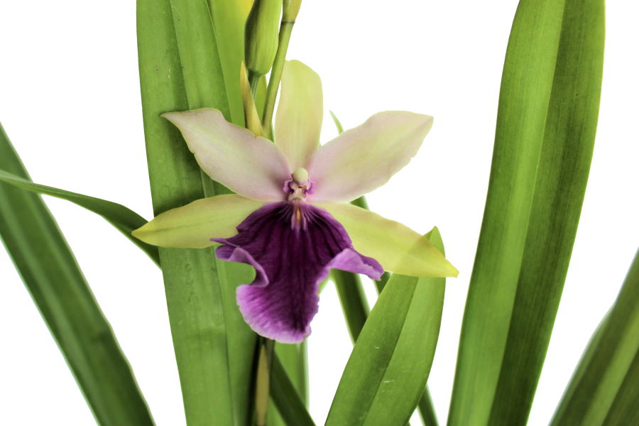 Miltonia regnellii Hybride