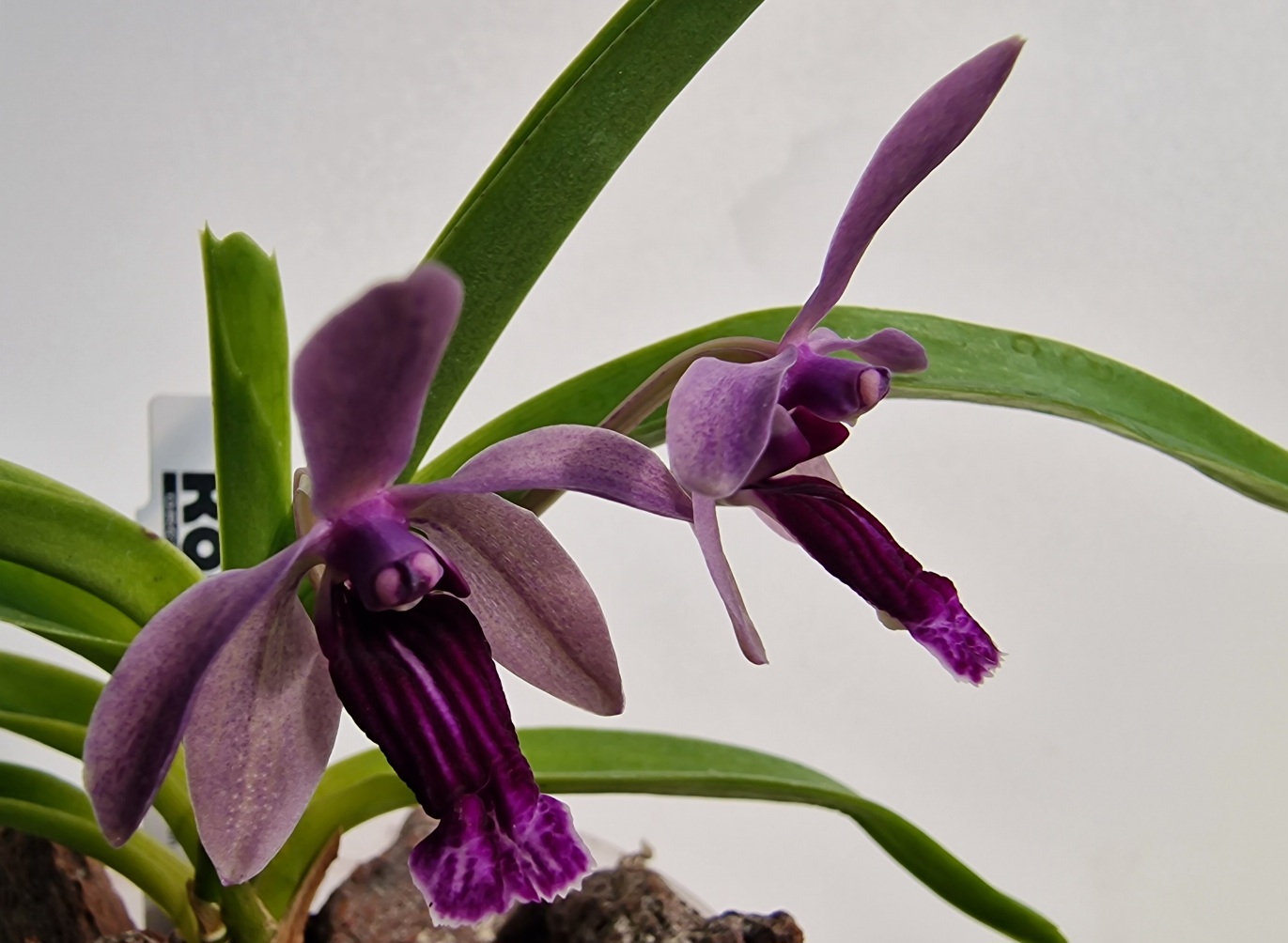 Vanda cristata x (Holcoglossum rupestre x Vanda coerulescens)