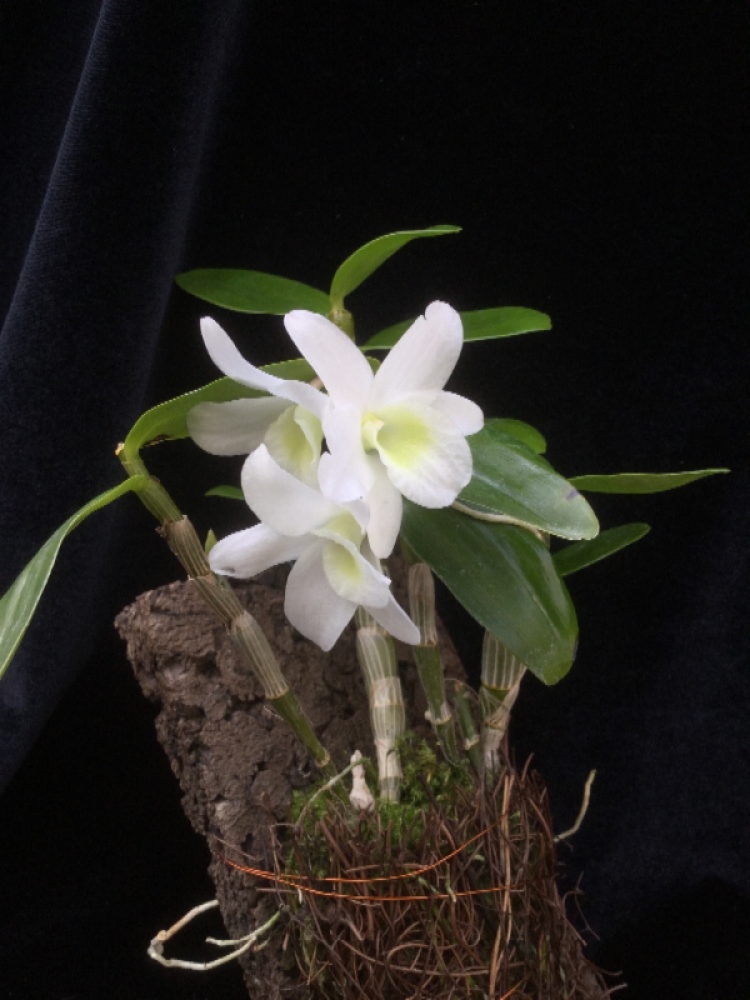 Dendrobium Pocket Lover (aufgebunden)