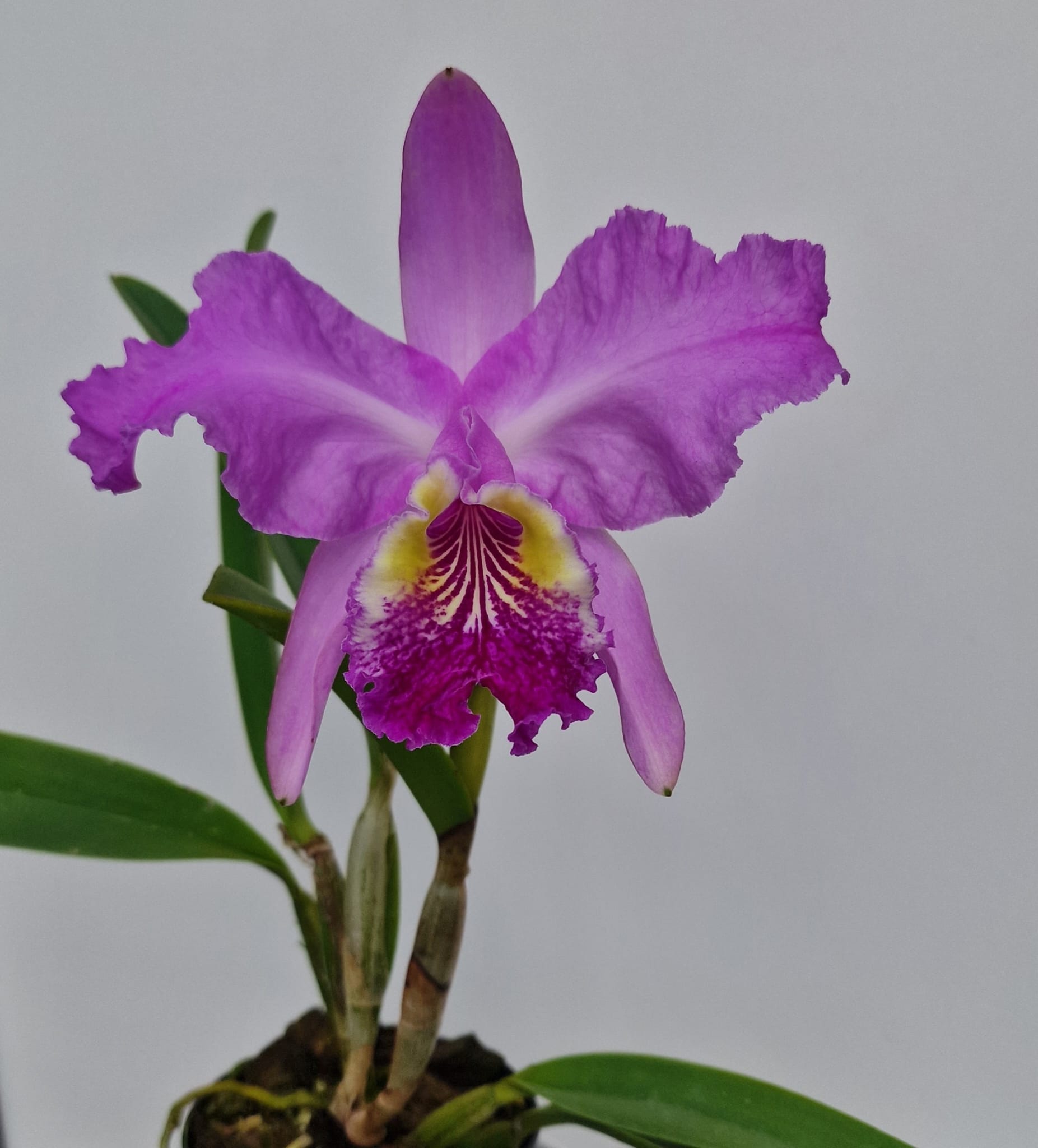 Cattleya lueddemanniana 