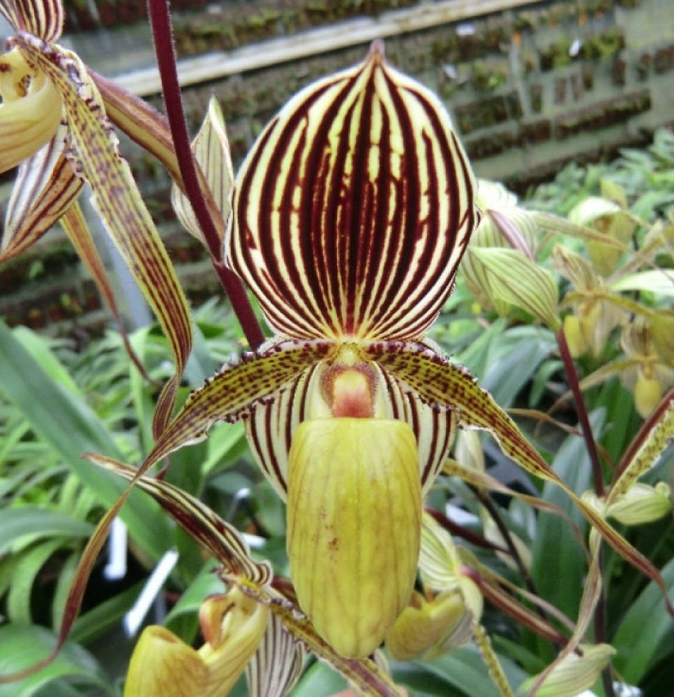 Paphiopedilum St.Swithin (philippinense x rothschildianum)