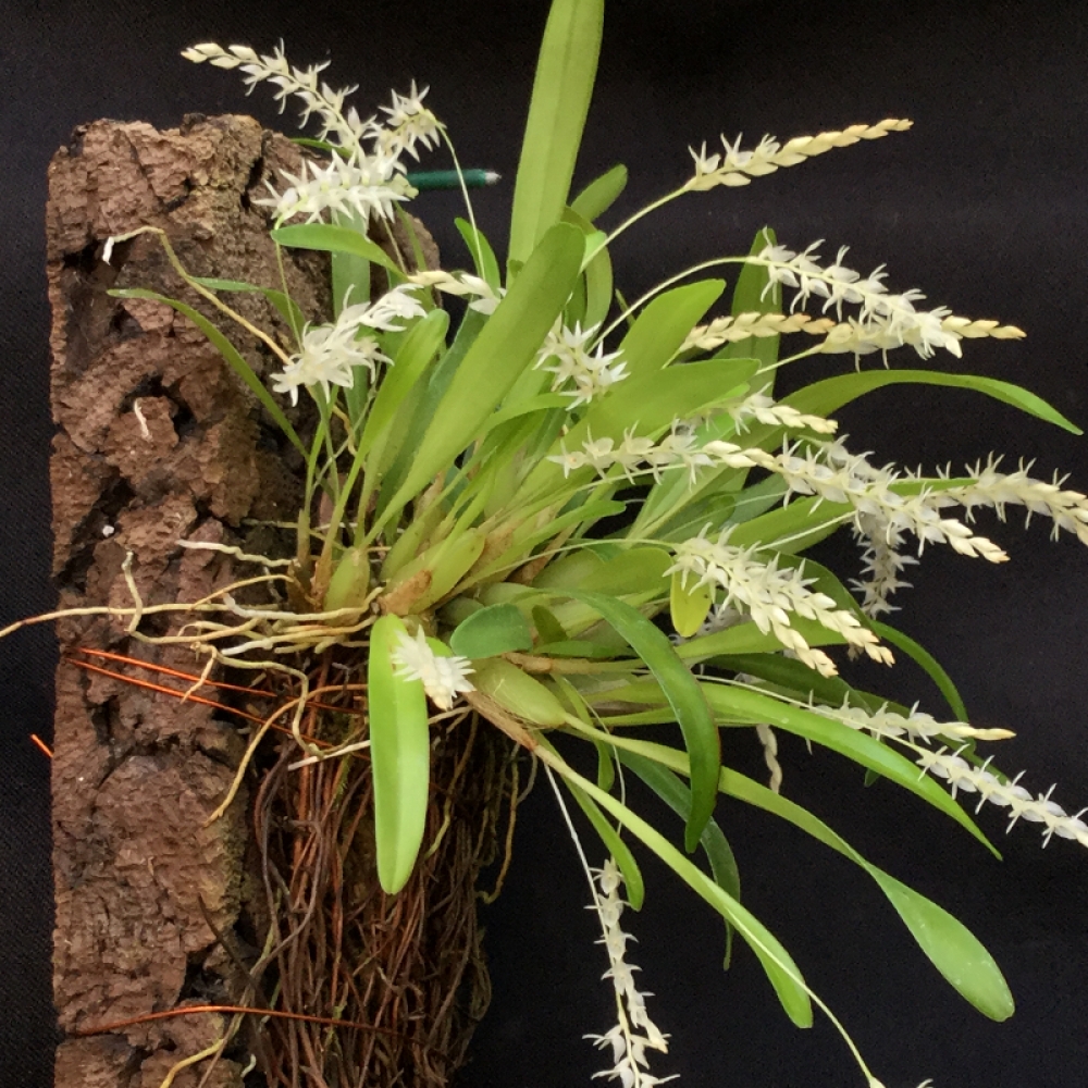 Dendrochilum parvulum 