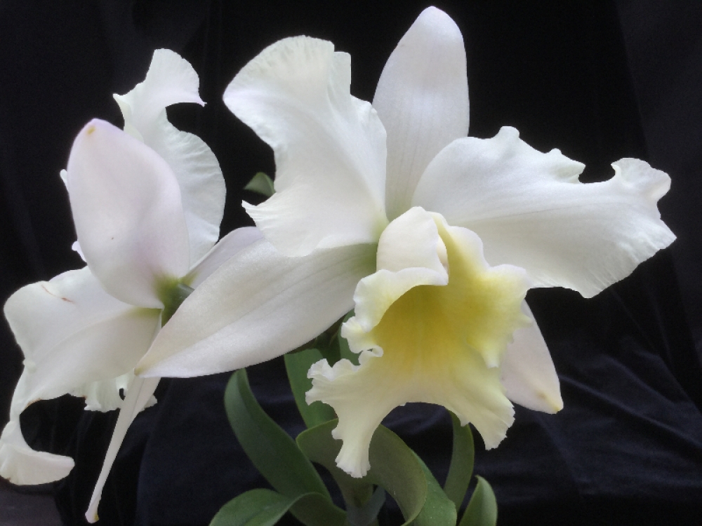 Cattleya Shinfong White Charm White Rose