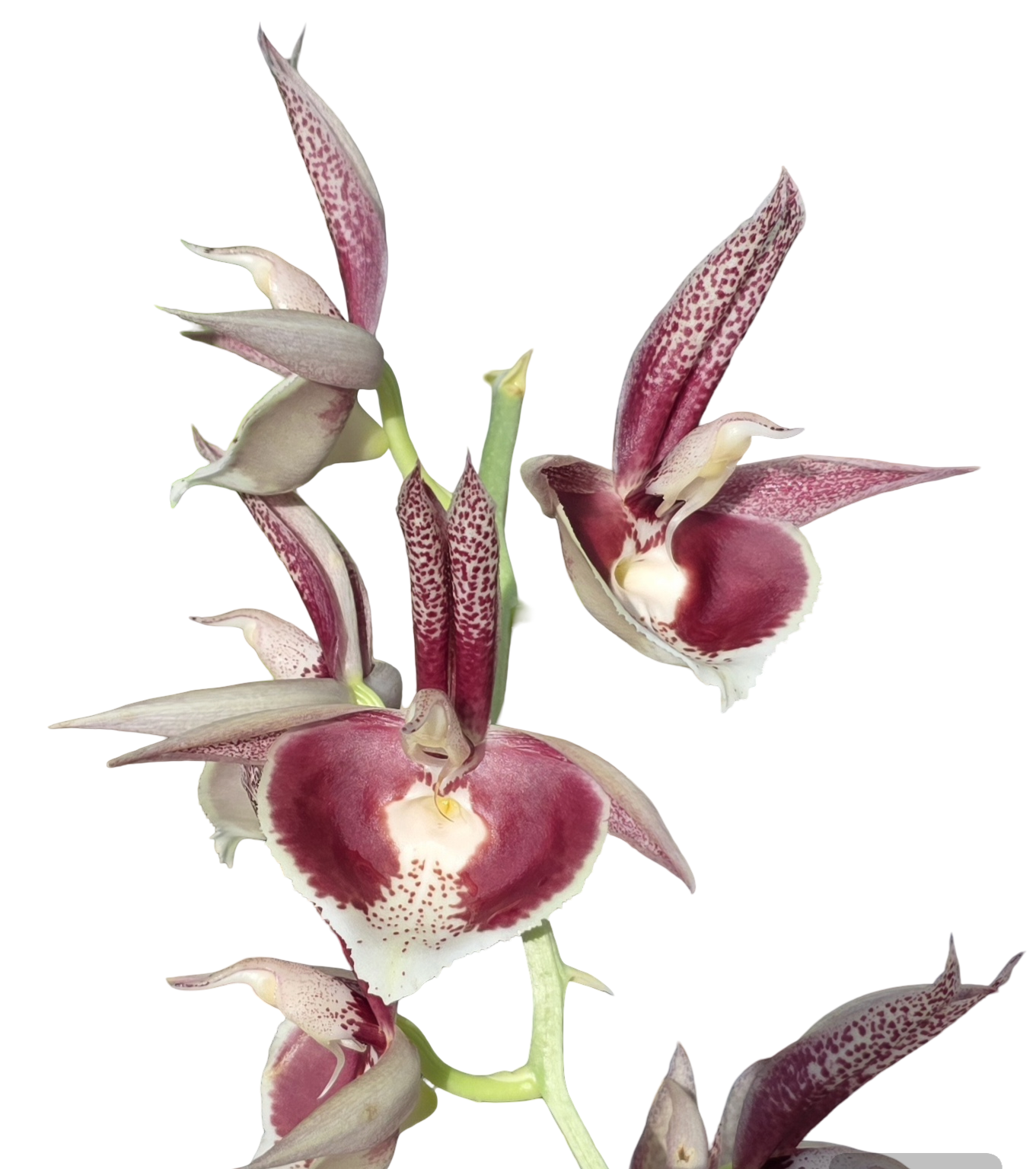 Catasetum pileatum var. imperiale